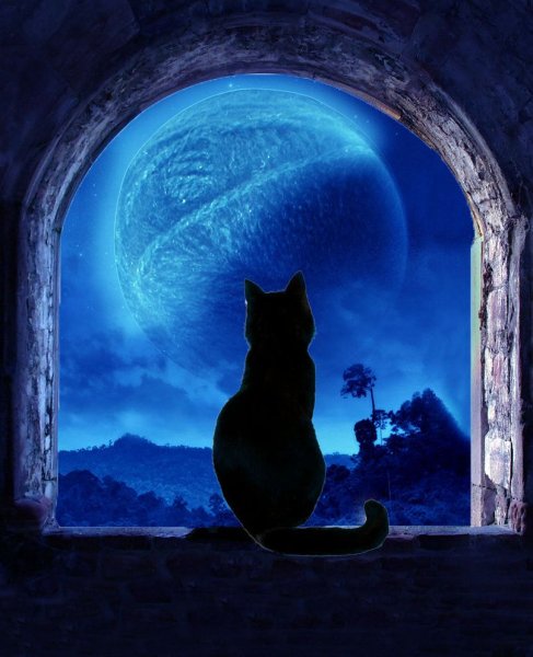 Коты Воители свет Луны