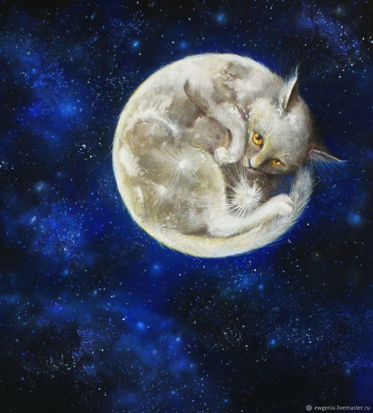Лунный котенок
