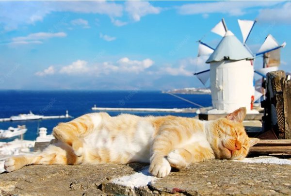 Кошка на фоне моря
