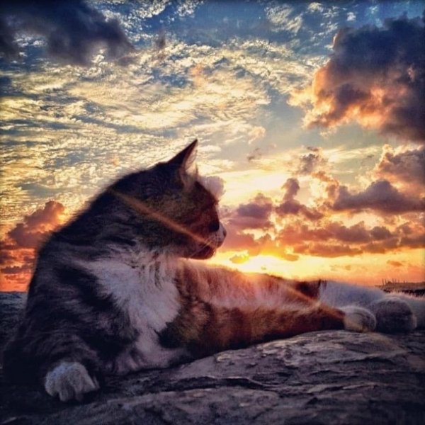 Кошка на фоне неба