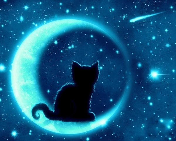 Кошка ночью