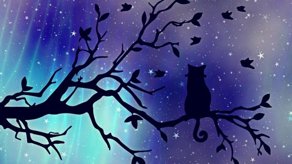 Силуэт кошки на фоне Луны
