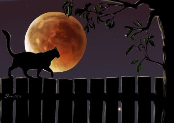 Ночь Луна кот