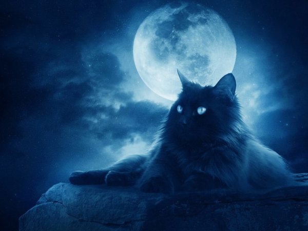 Кошки на фоне ночного неба