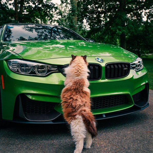 BMW кошачий