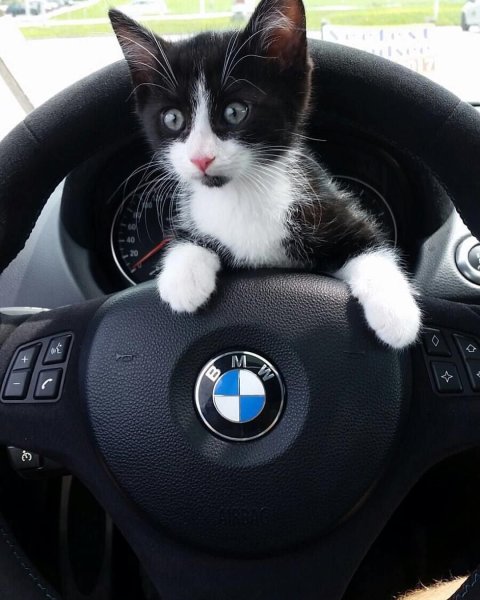 Котенок за рулем