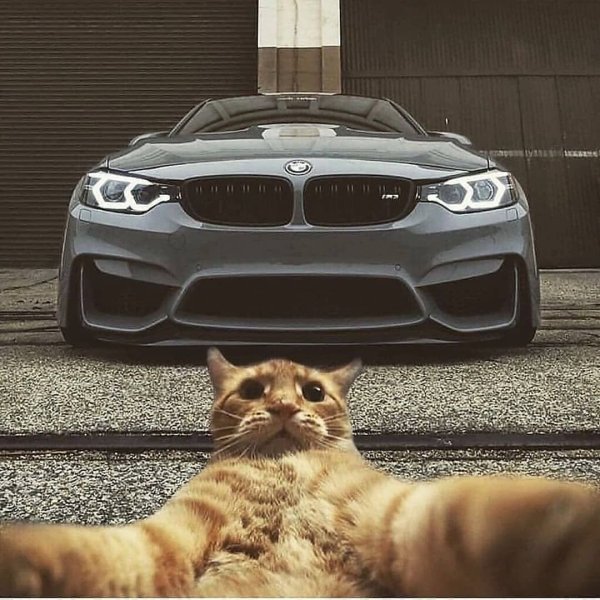 BMW m5 Cat