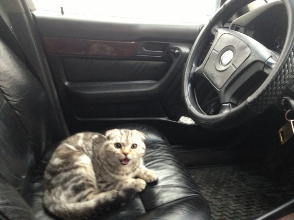 Селфи кота с машиной
