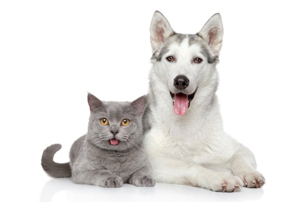 Кошка и собака на белом фоне
