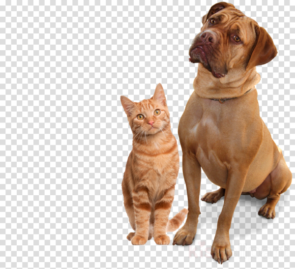 Кошка и собака на прозрачном фоне