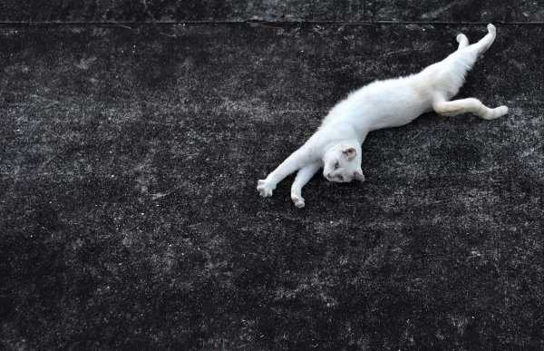 Белая грациозная кошка