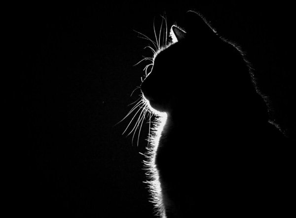 Черный кот на черном фоне