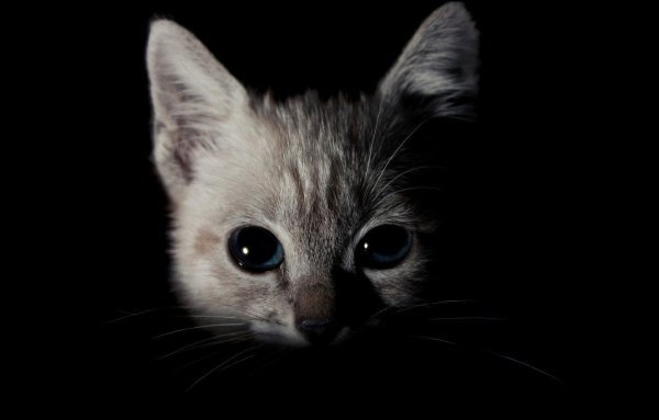 Котенок с черными глазами