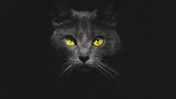 Черный кот с желтыми глазами на черном фоне
