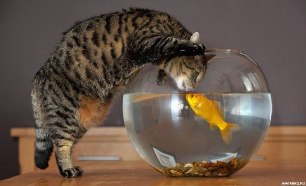 Котенок и аквариум