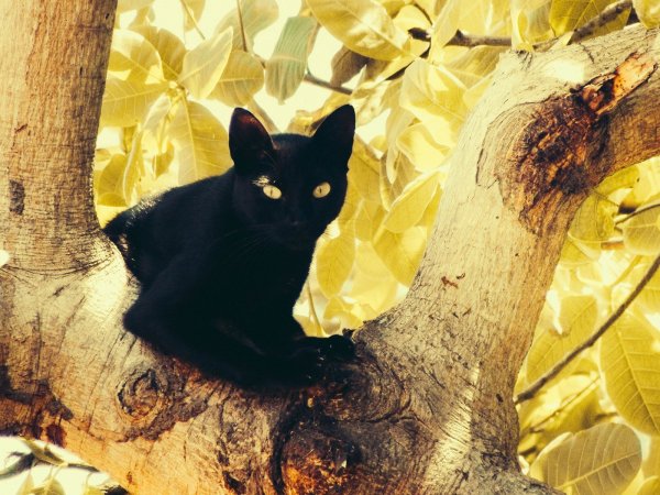 Кот на фоне деревьев