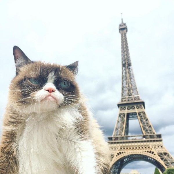 Кошка в Париже