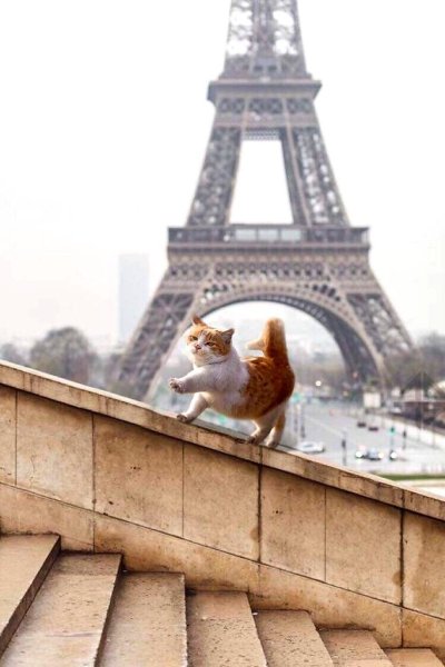 Кошка на фоне Эйфелевой башни