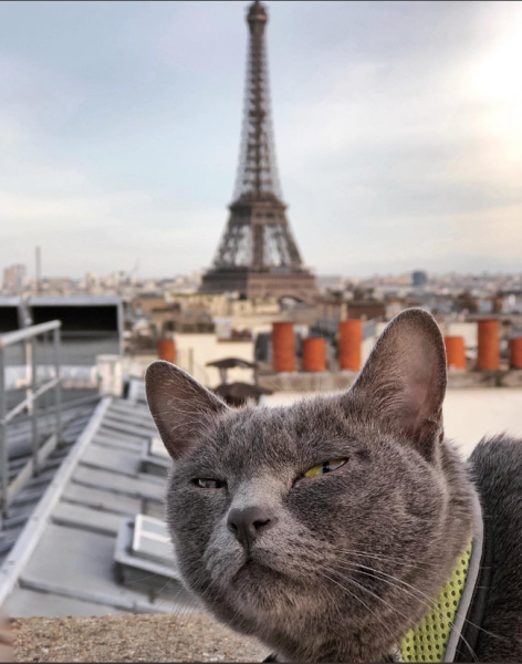 Парижская кошка