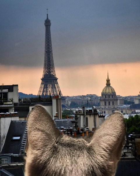 Парижский кот