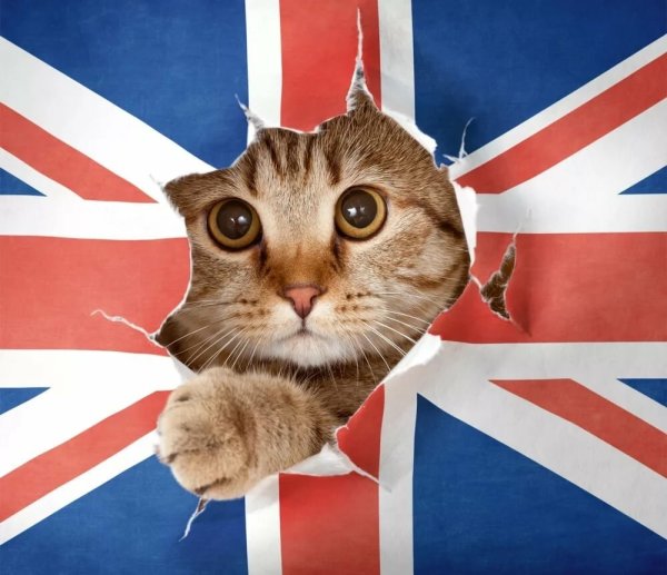 Котик флаг британский