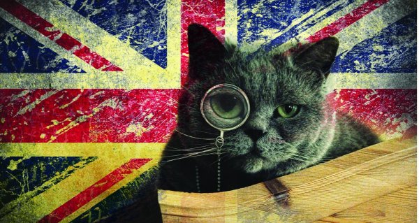 Кот с британским флагом