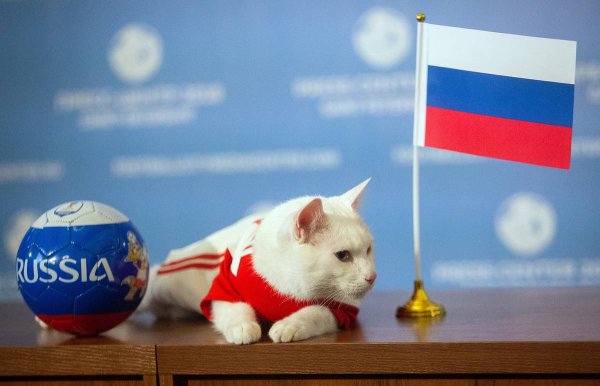 Коты с флагом России