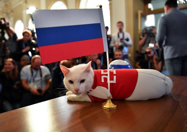 Кошки России