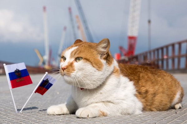 Фото кота мостика с Крымского моста