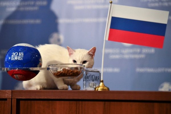 Котик с российским флагом