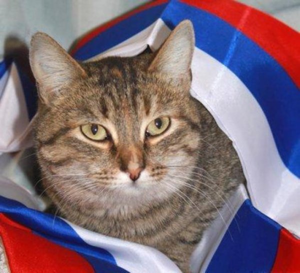 Кот с российским флагом