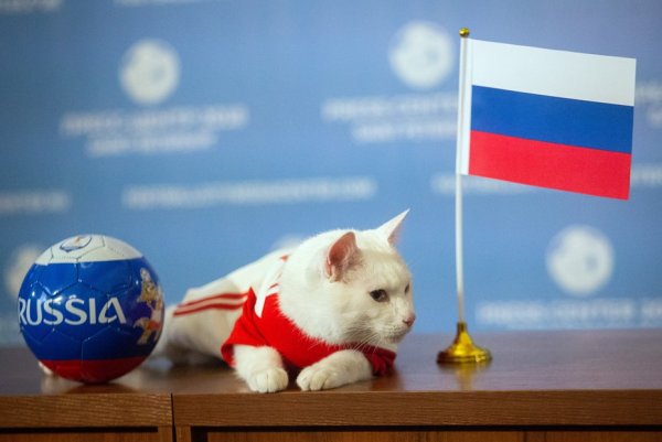 Флаг с котом