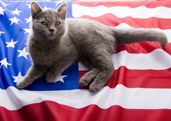 Котик на фоне российского флага