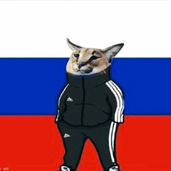 Шлепа с флагом России кот