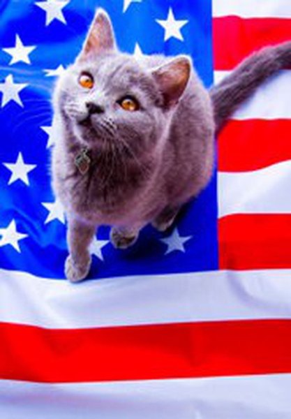 Кот с русским флагом