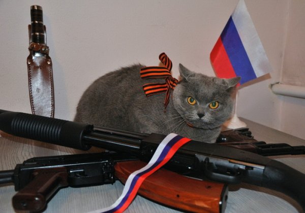 Кот с оружием