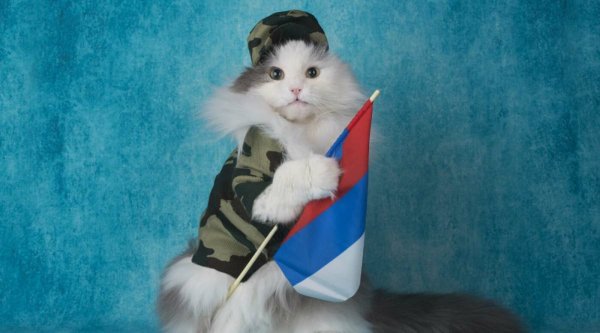 Котенок с российским флагом
