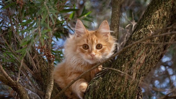 Кот на фоне леса