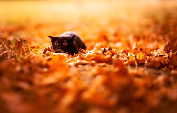 Животные в листве темные