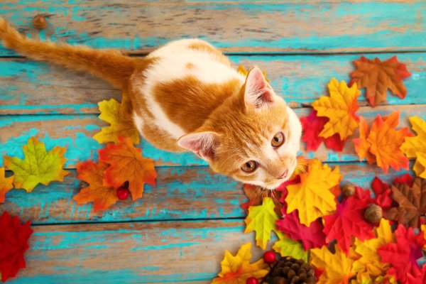 Кот на фоне листьев