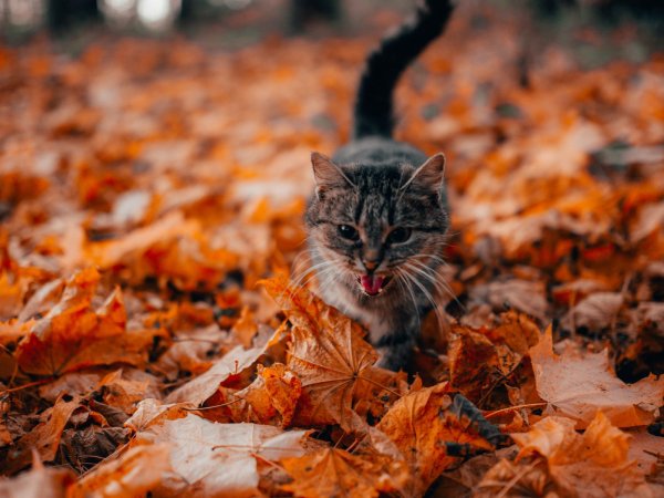 Фото котика в листочках