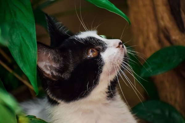 Кошка на фоне листьев