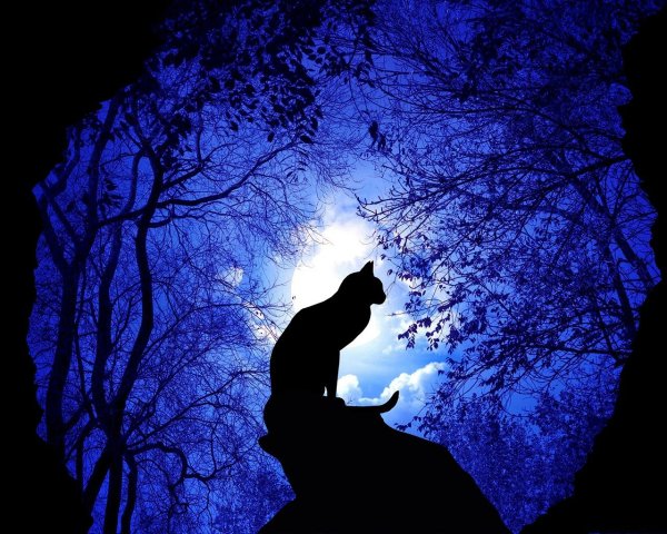 Кот на фоне луны