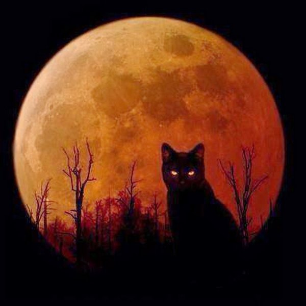 Кот под луной