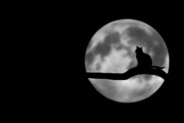 Силуэт кошки на Луне