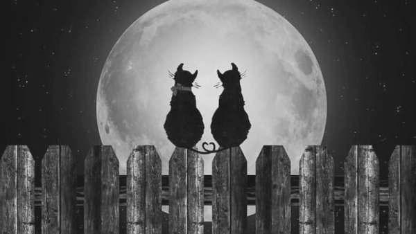 Силуэт кота на фоне Луны