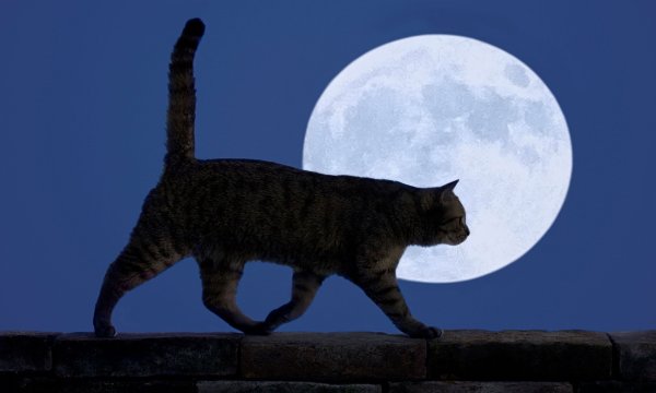 Ночной кот