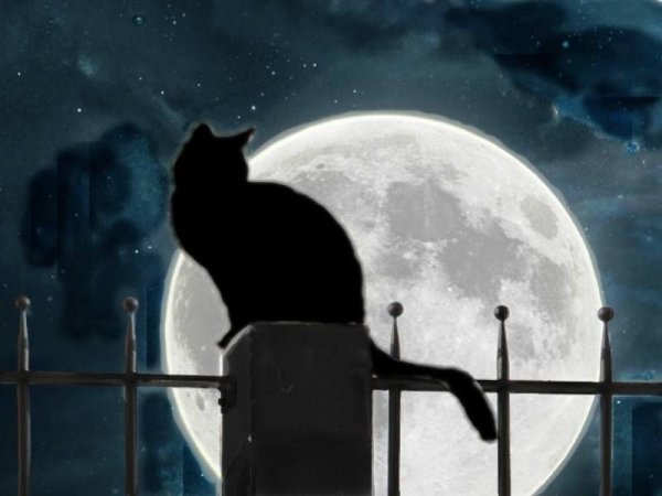Котик на крыше и Луна