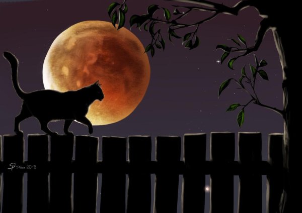 Кот на фоне луны на крыше