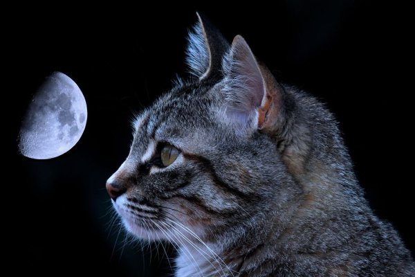 Кот на фоне лунны